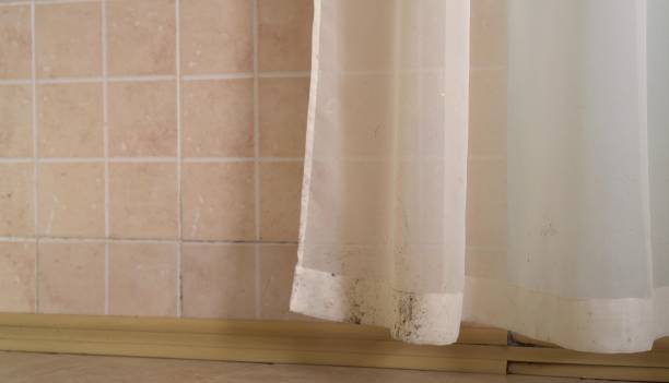 Environmental Consulting for Mold Prevention in St James City, FL