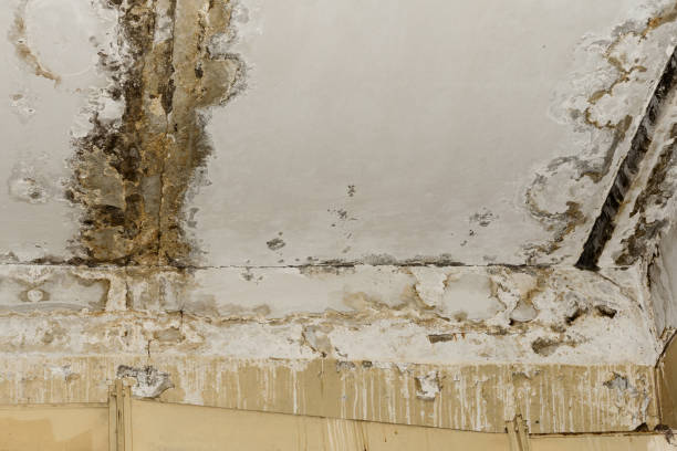 Best Real Estate Mold Inspection  in St James City, FL