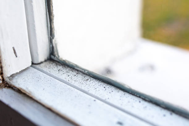St James City, FL Mold Removal Company