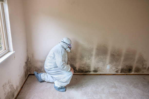 Best Industrial Mold Remediation  in St James City, FL