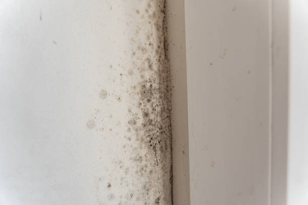 Best Mold Remediation for Healthcare Facilities  in St James City, FL