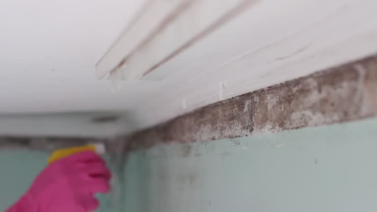 Best Mold Prevention Services  in St James City, FL